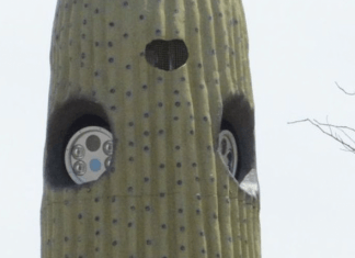 Caméras et cactus en Arizona