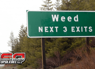 L’influence de la marijuana sur les routes : des chiffres à la hausse