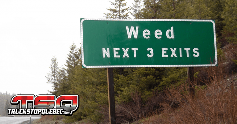 L’influence de la marijuana sur les routes : des chiffres à la hausse