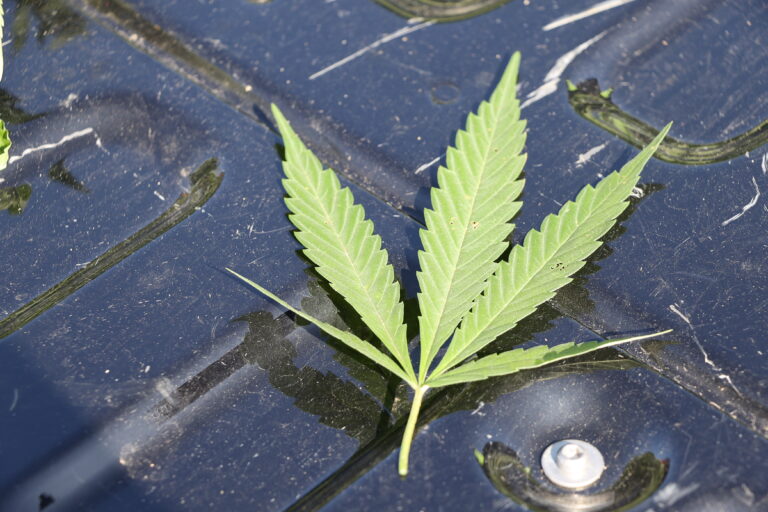 De la drogue au camping