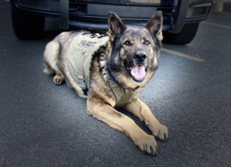 Un chien arrête un motocycliste