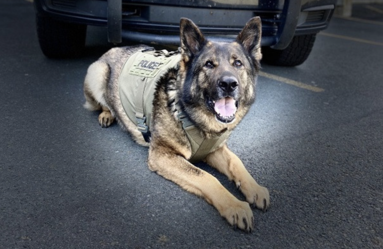 Un chien arrête un motocycliste