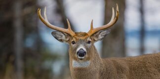 Animaux sur les routes : appel à la prudence