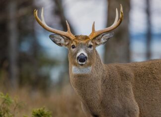 Animaux sur les routes : appel à la prudence