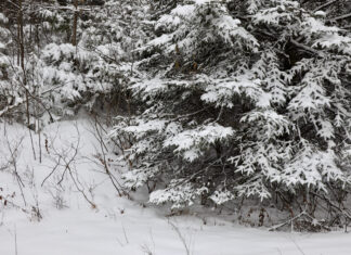 Il fera froid à Ottawa