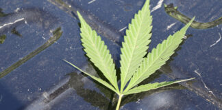 Rappel : Pas de cannabis aux lignes
