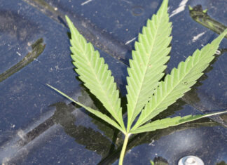 Rappel : Pas de cannabis aux lignes