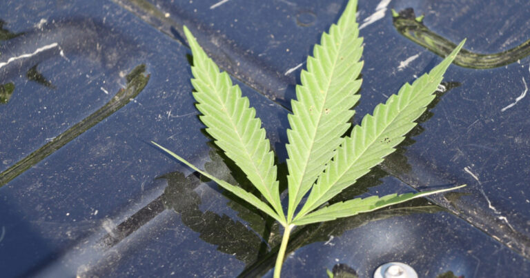 Rappel : Pas de cannabis aux lignes