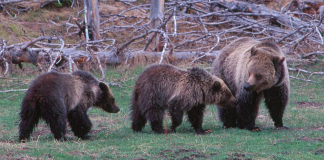 Transport de grizzlys vers Yellowstone pour renforcer la diversité génétique
