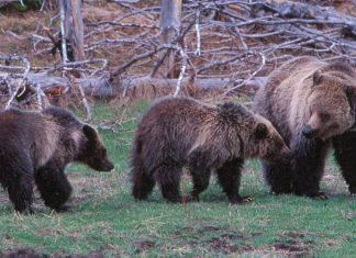 Transport de grizzlys vers Yellowstone pour renforcer la diversité génétique
