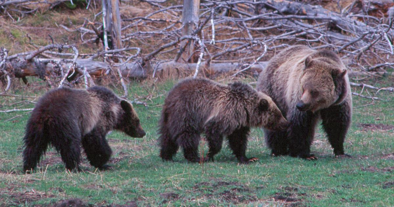 Transport de grizzlys vers Yellowstone pour renforcer la diversité génétique