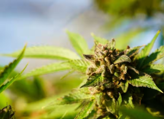 Cargaison de cannabis de 650,000$ saisit et détruite