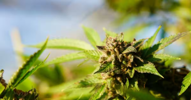 Cargaison de cannabis de 650,000$ saisit et détruite