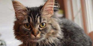 Un camionneur retrouve sa chatte à plus de 800 km!