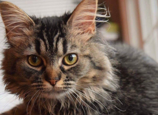 Un camionneur retrouve sa chatte à plus de 800 km!