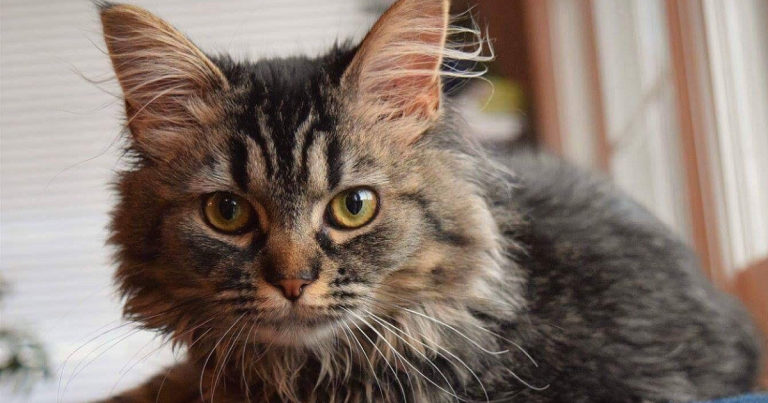 Un camionneur retrouve sa chatte à plus de 800 km!