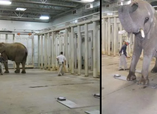 CRQ : Éviter la surcharge pondérale, même chez les éléphants!