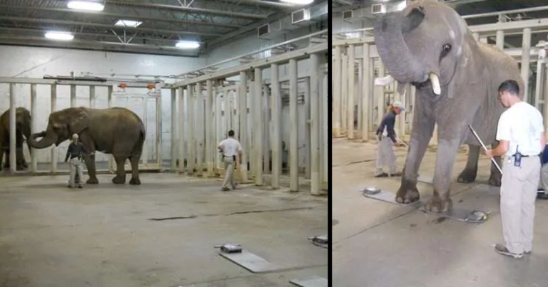 CRQ : Éviter la surcharge pondérale, même chez les éléphants!
