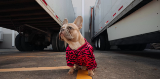 Quelques conseils pour bien voyager avec son chien en camion