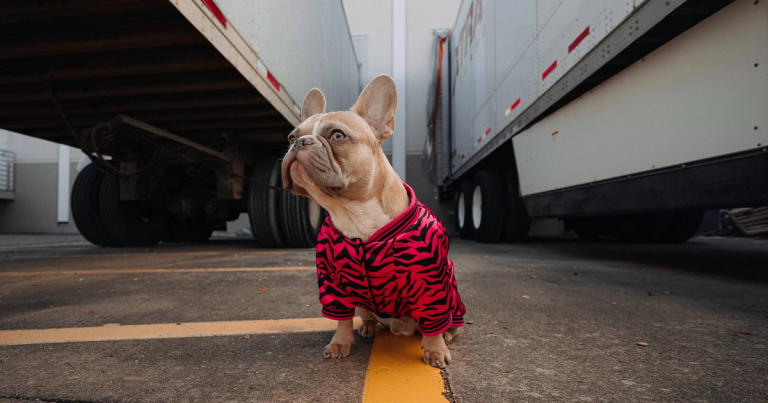 Nouvelles exigences pour traverser la frontière des USA avec son chien en camion
