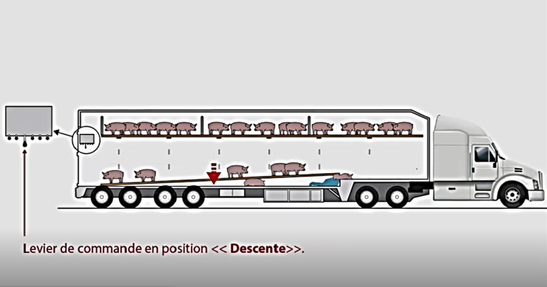 Camionneur sévèrement blessé lors d&rsquo;un chargement de porcs