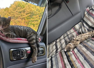 Chat en camion : conseils pratiques pour le bien-être de votre félin Un chat confortablement installé dans un camion, reposant sur le lit du chauffeur, montrant que les animaux peuvent s’adapter à la vie sur la route.